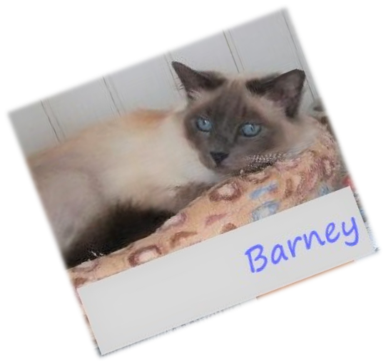 picture of Barney Rescued Birman