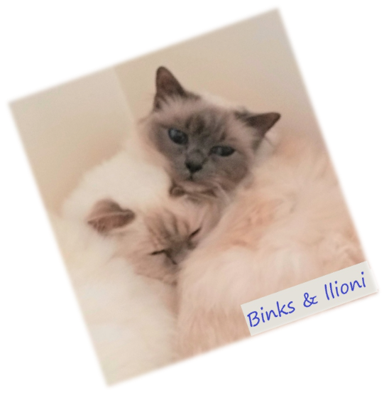 picture of Binks and Ilioni Rescued Birmans