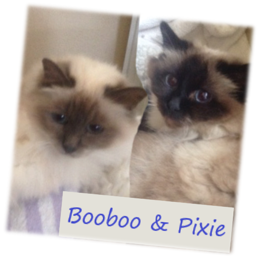 picture of Booboo and Pixie Rescued Birmans