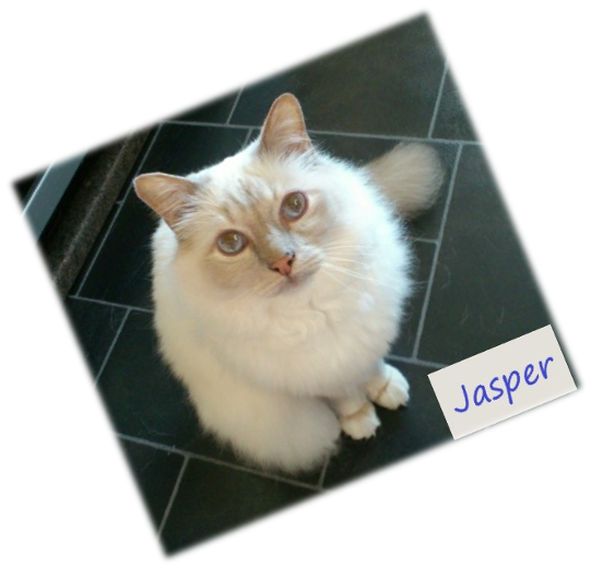 picture of Jasper Rescued Birman