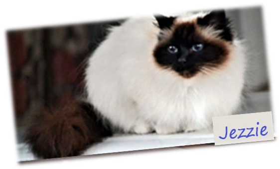 picture of Jezzie Rescued Birman