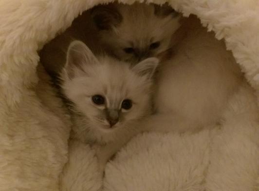 Tiny Birman kittens in a fluffy bed
