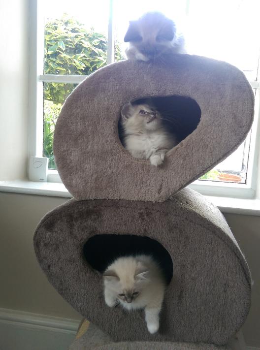 Three Birman kittens in their cat tree