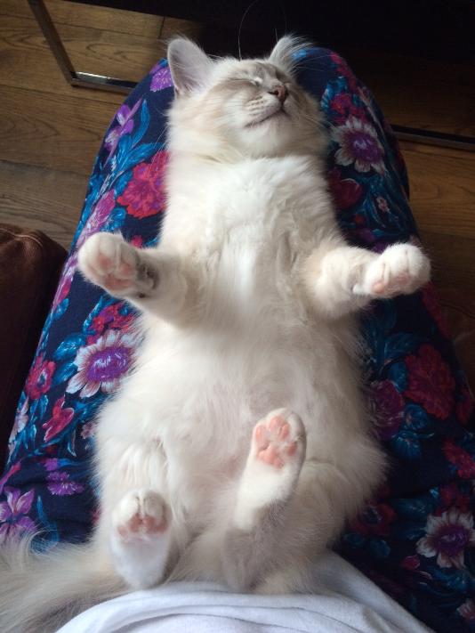 A Birman kitten fast asleep on her back