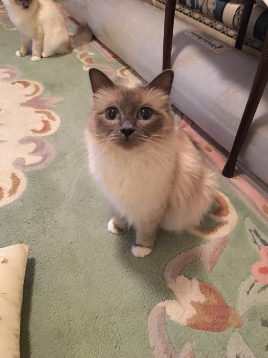 Birman kitten with pretty eyes