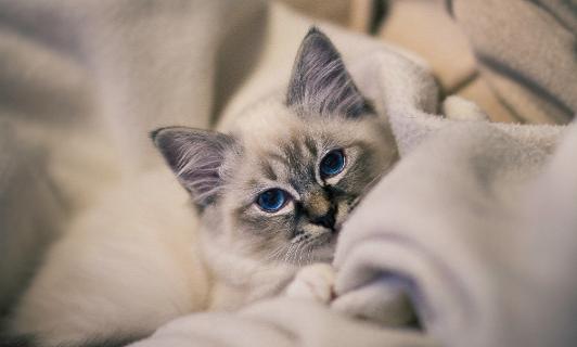 Birman kitten snuggled in a blanket