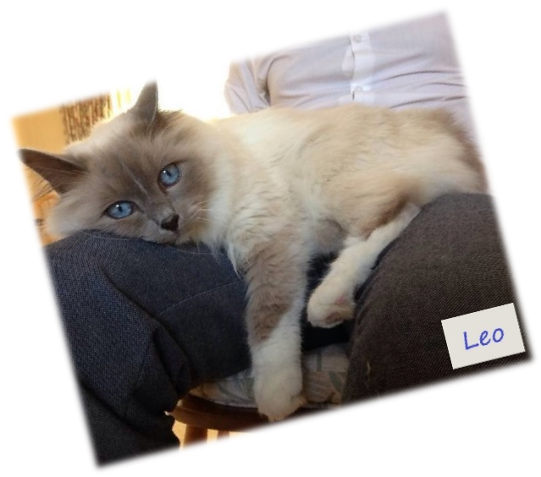 picture of Leo Rescued Birman