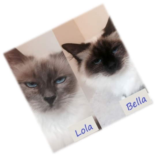 picture of Lola and Bella Rescued Birmans