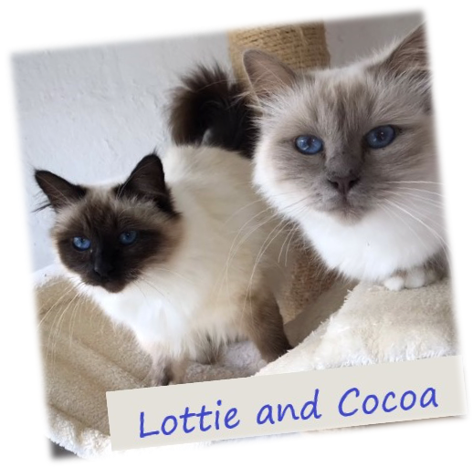 picture of Lottie and Cocoa Rescued Birmans
