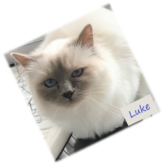 picture of Luke Rescued Birman