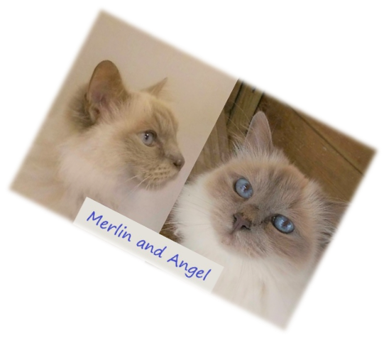 picture of Merlin and Angel Rescued Birmans