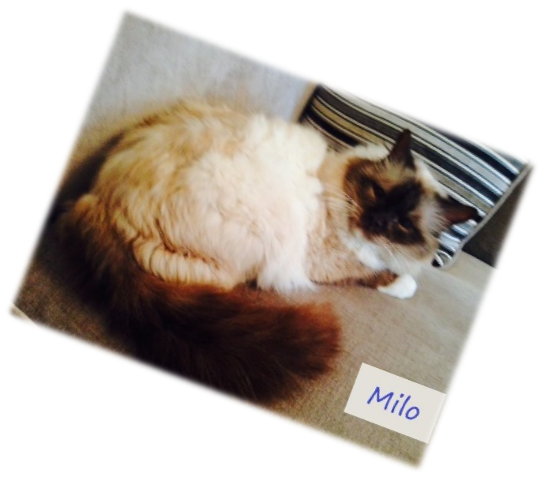 picture of Milo Rescued Birman