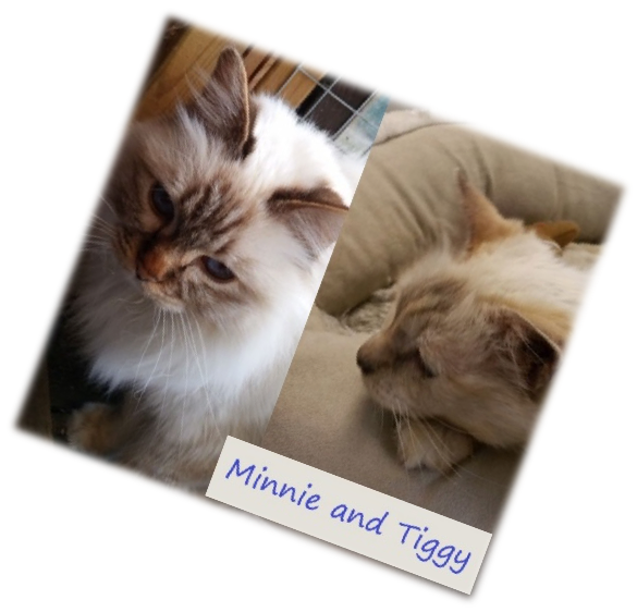 picture of Minnie and Tiggy Rescued Birmans