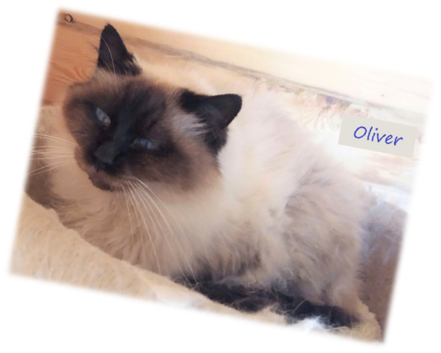 picture of Oliver Rescued Birman