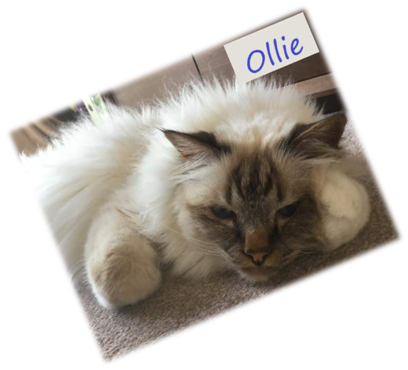 picture of Ollie Rescued Birman
