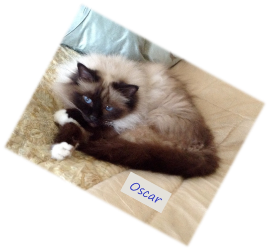 picture of Oscar Rescued Birman