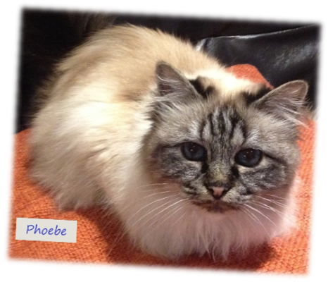 picture of Phoebe Rescued Birman
