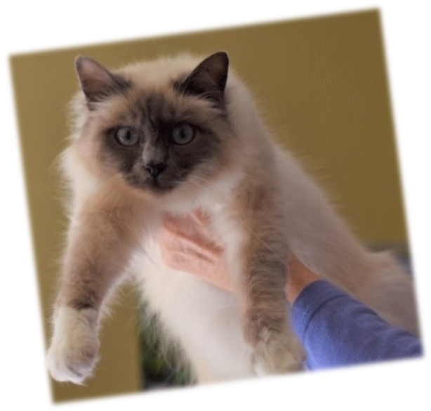 picture of a previous Birman Cat Rescue