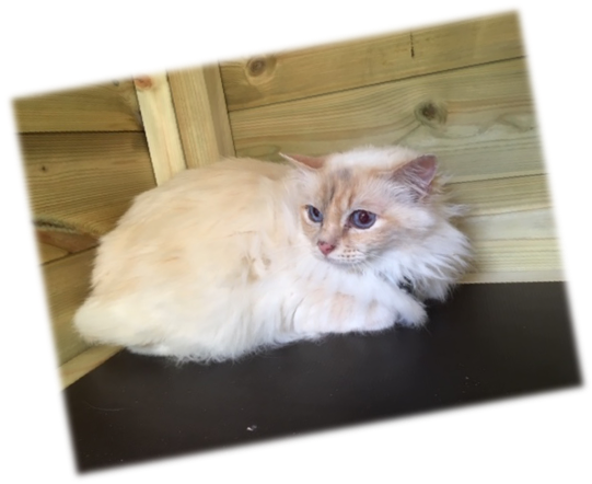 picture of a Previously Rescued Birman