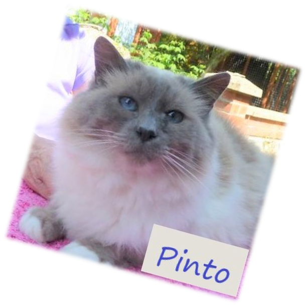 picture of Pinto Rescued Birman