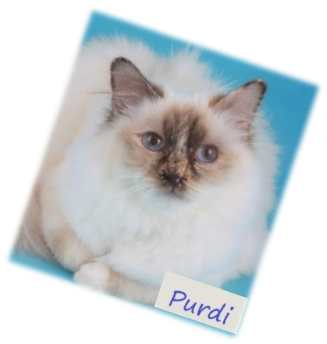 picture of Purdi Rescued Birman