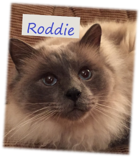 picture of Roddie Rescued Birman