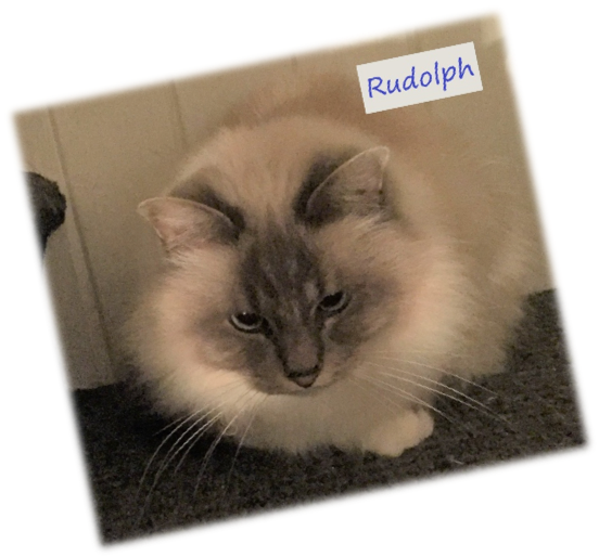 picture of Rudolph Rescued Birman
