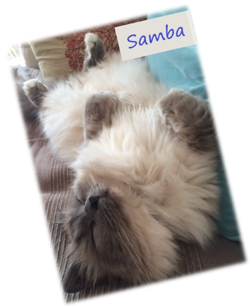 picture of Samba Rescued Birman