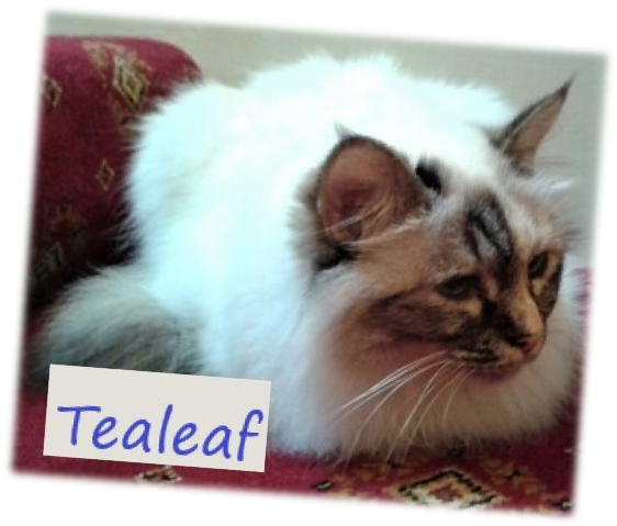 picture of Tealeaf Rescued Birman