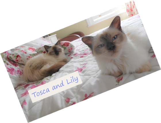 picture of Tosca and Lily Rescued Birmans