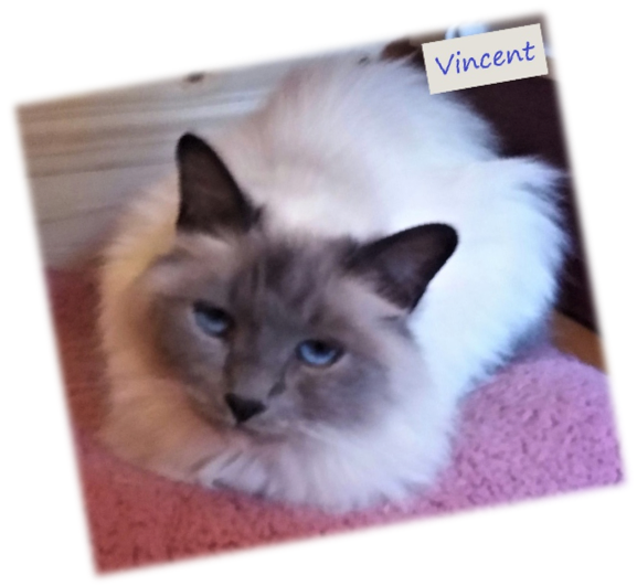 picture of Vincent Rescued Birman