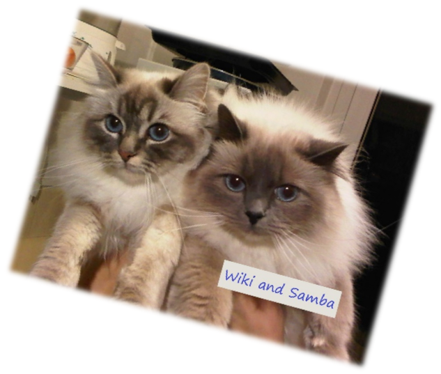 picture of Wiki and Samba Rescued Birmans